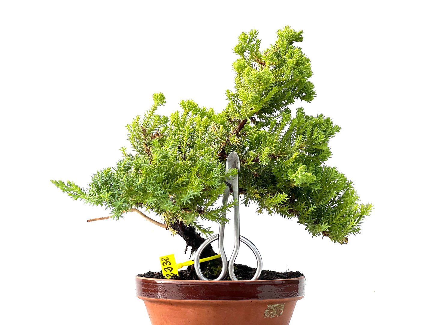 Juniperus Procumbens Nana 2232