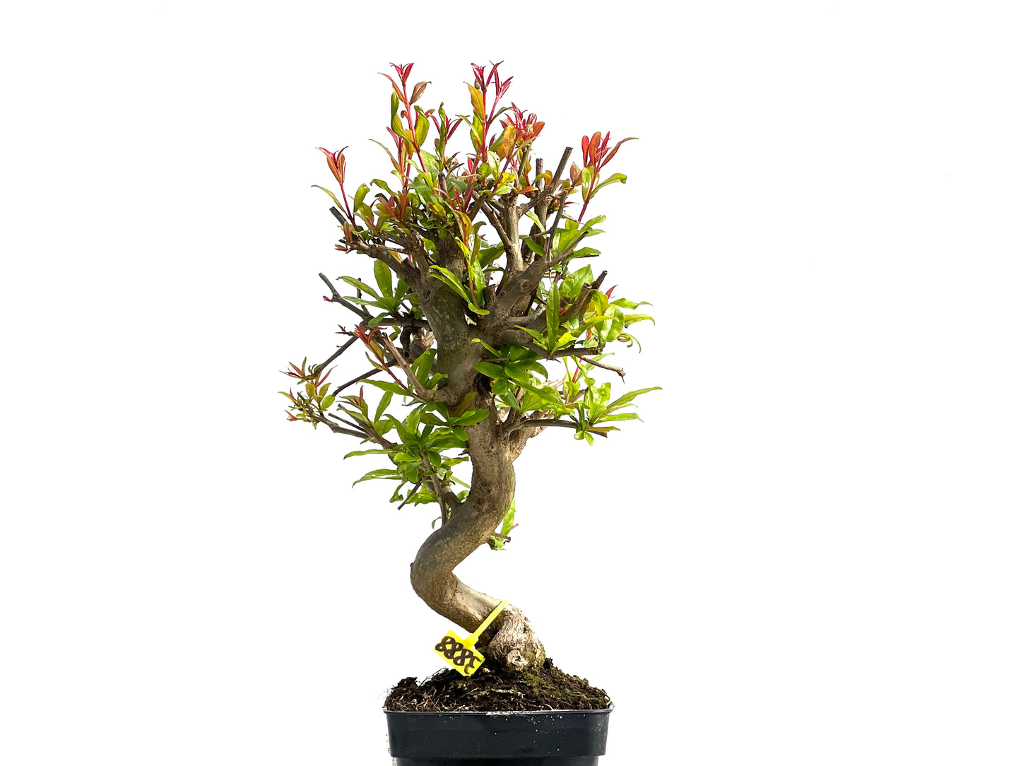 Punica Granatum Nejikan 3888