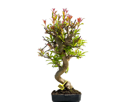 Punica Granatum Nejikan 3888