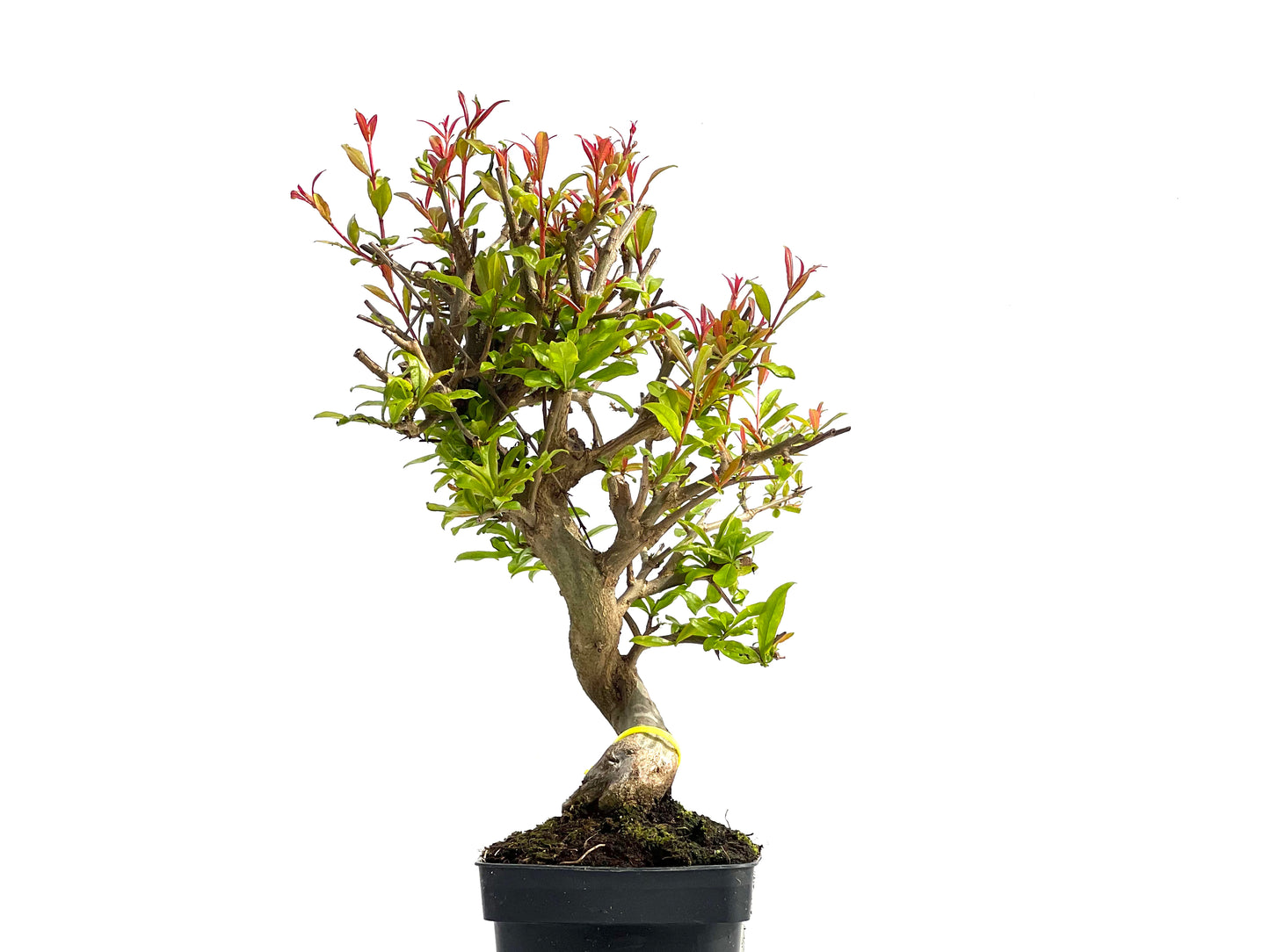 Punica Granatum Nejikan 3888