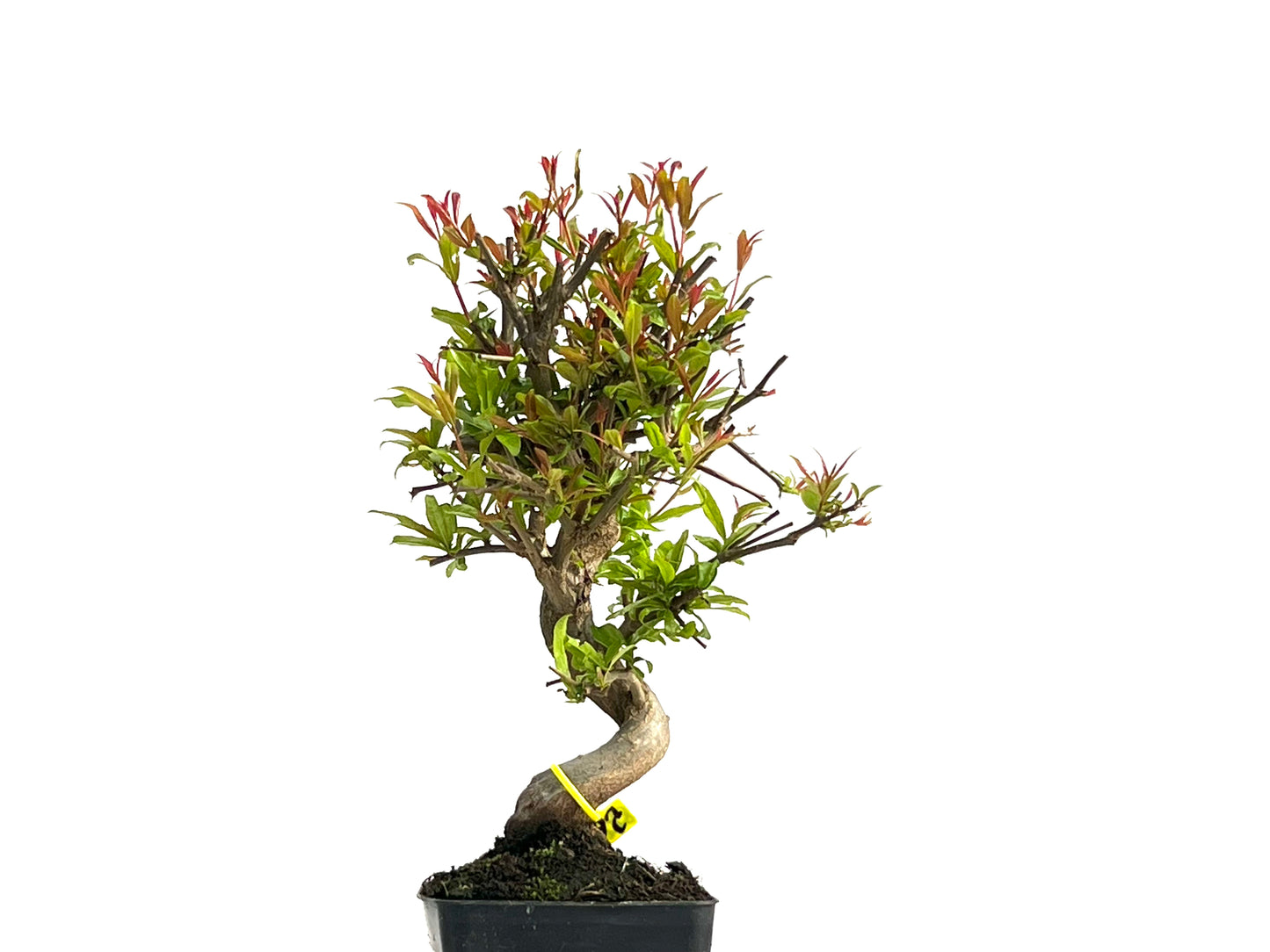 Punica Granatum Nejikan 3888