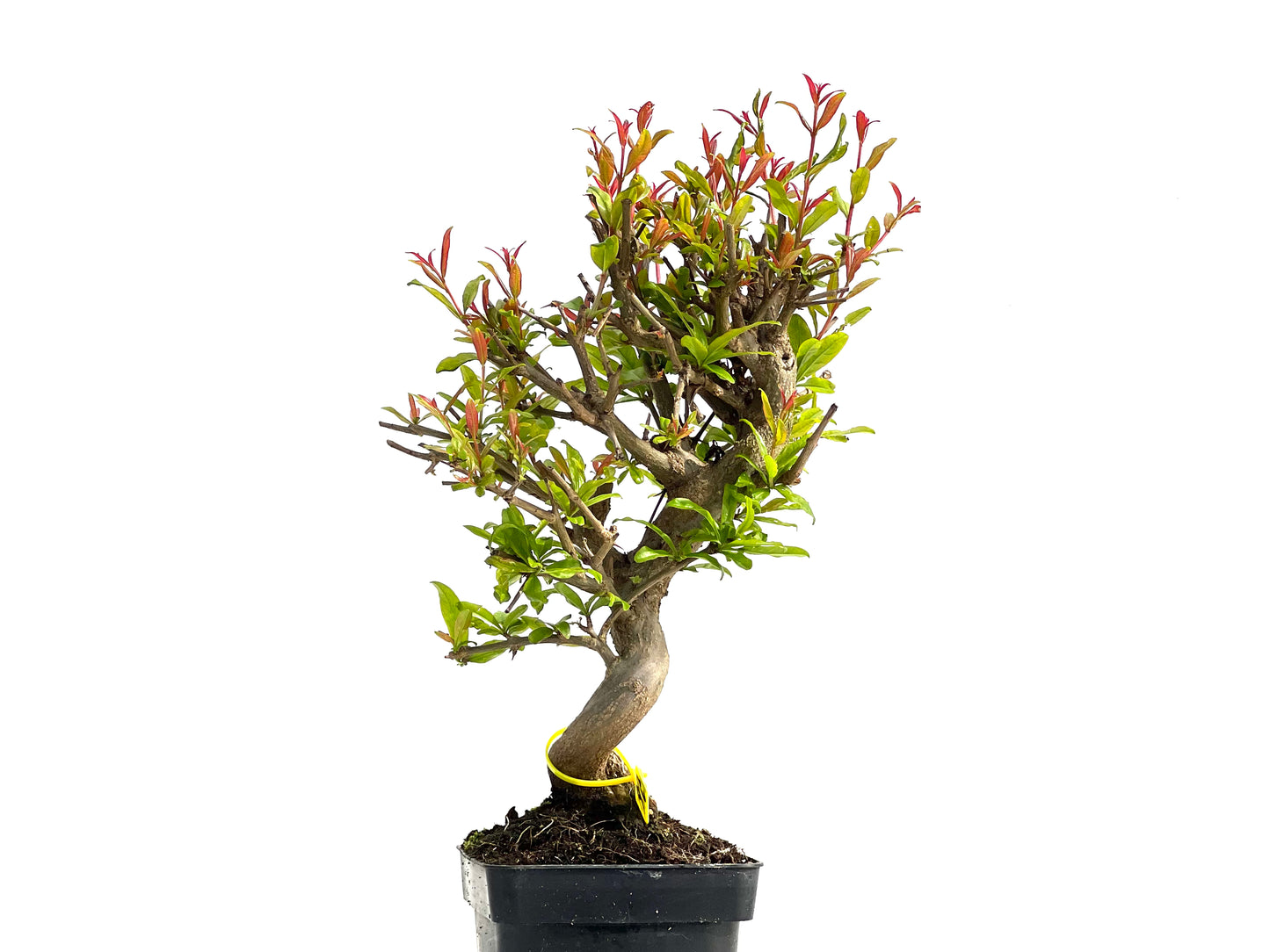 Punica Granatum Nejikan 3888