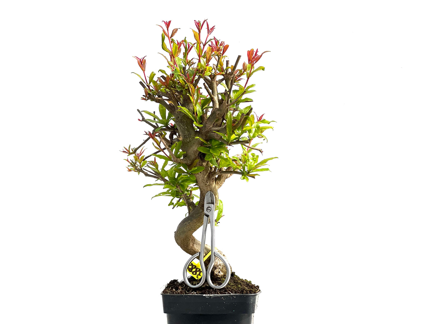 Punica Granatum Nejikan 3888