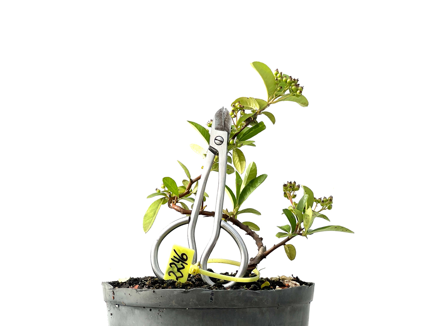 Piracantha 2246