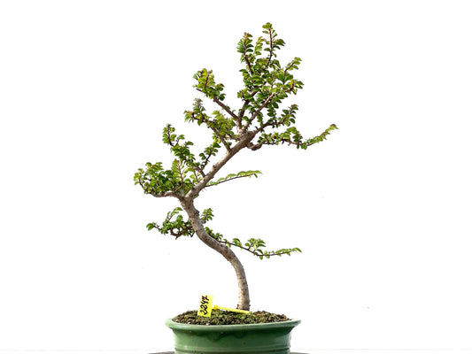 Ulmus Parvifolia 2247