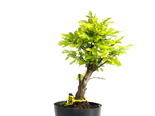 Olmo Nire Keyaki 3857