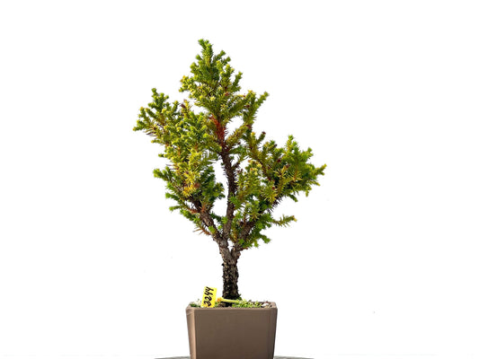 Cryptomeria Japonica 2244