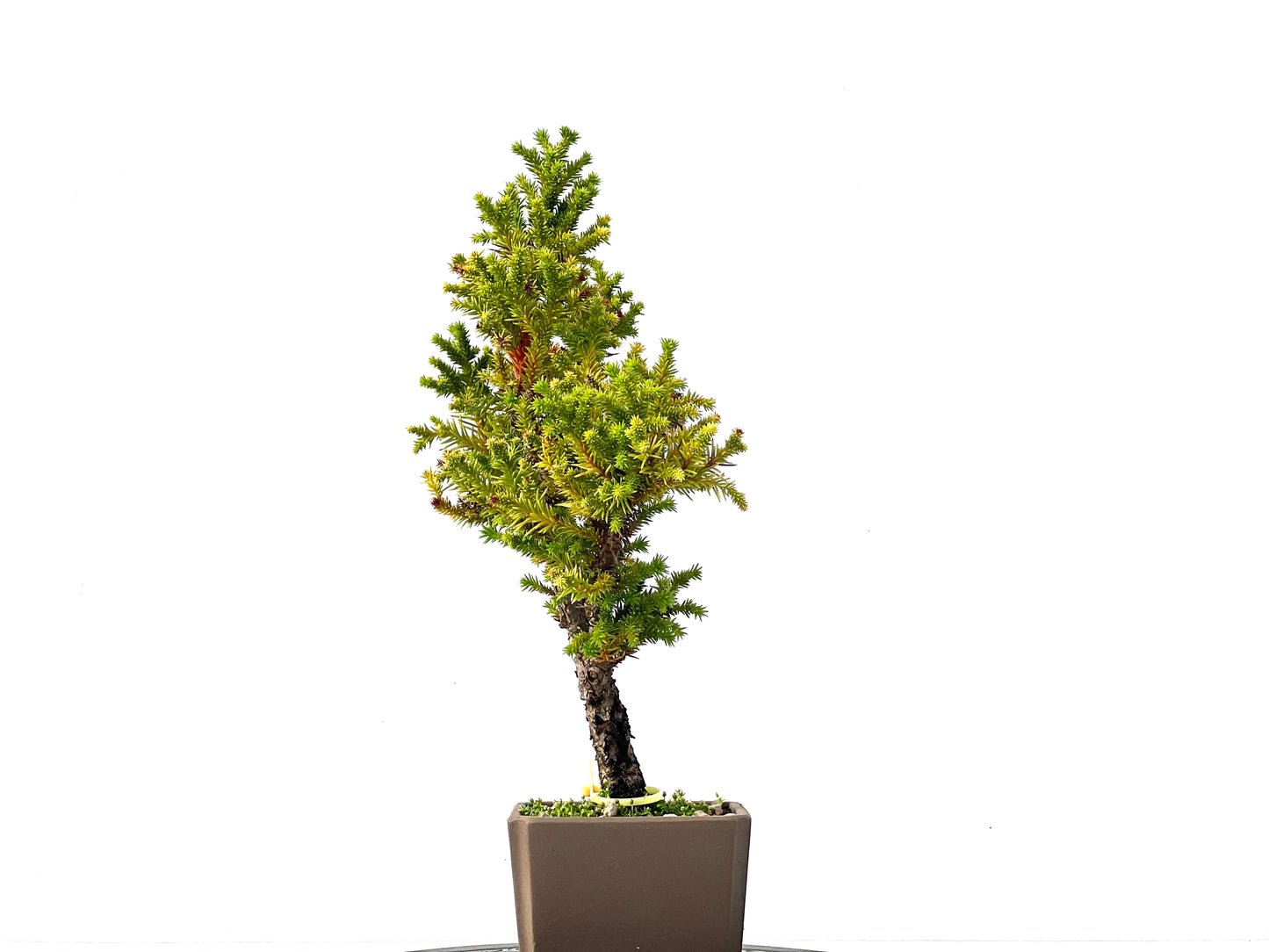 Cryptomeria Japonica 2244