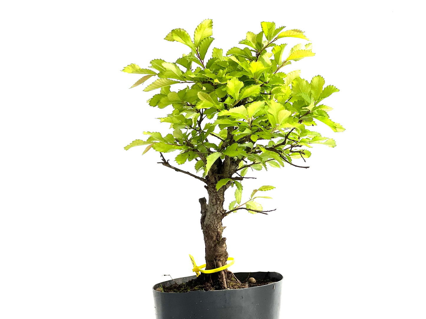 Olmo Nire Keyaki 3857