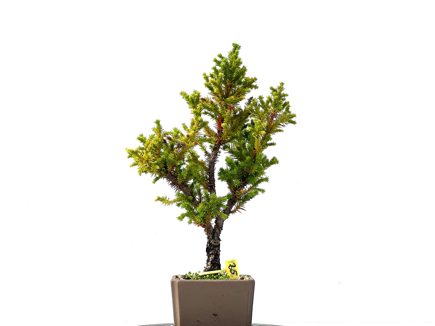 Cryptomeria Japonica 2244