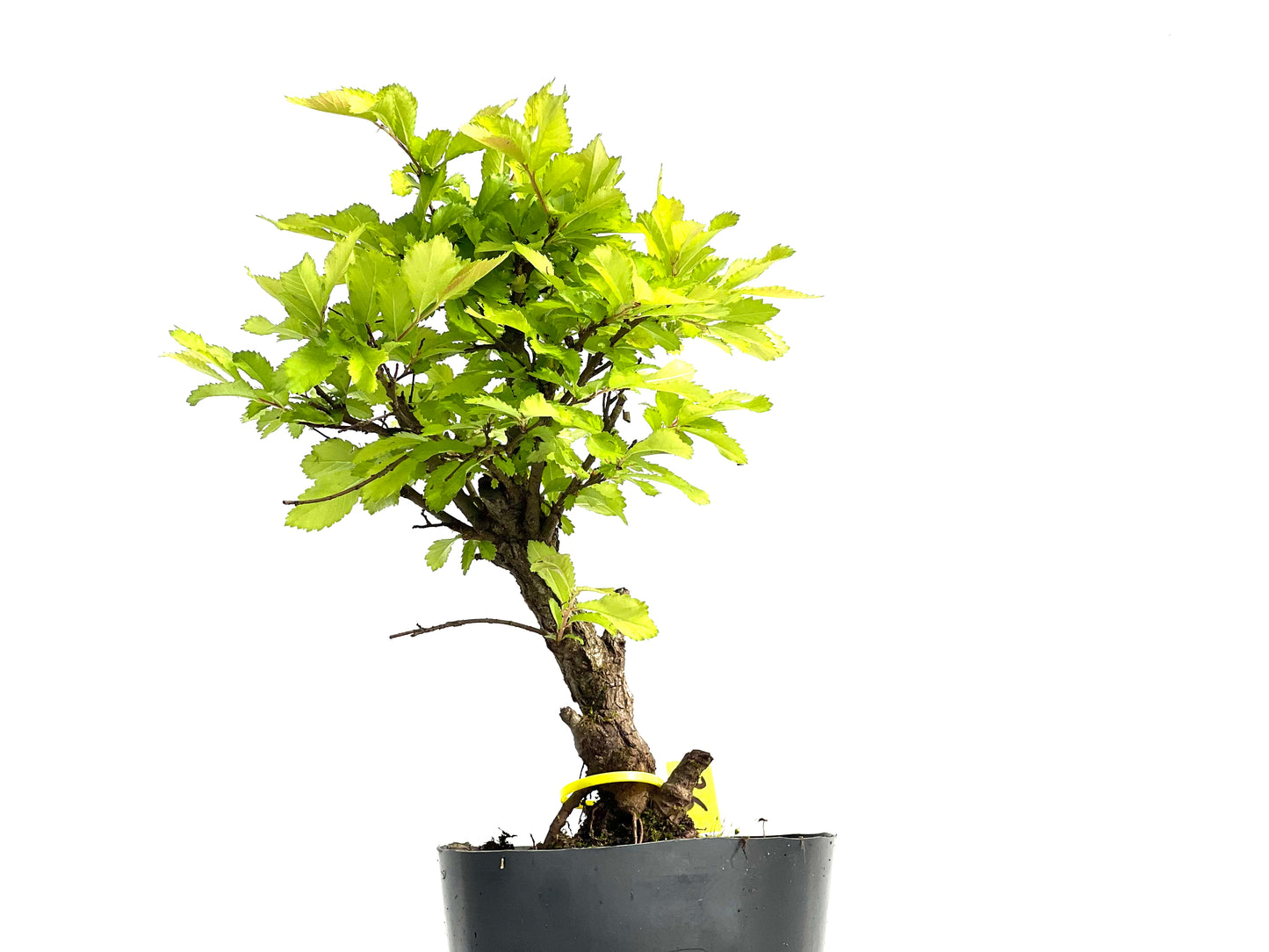 Olmo Nire Keyaki 3857