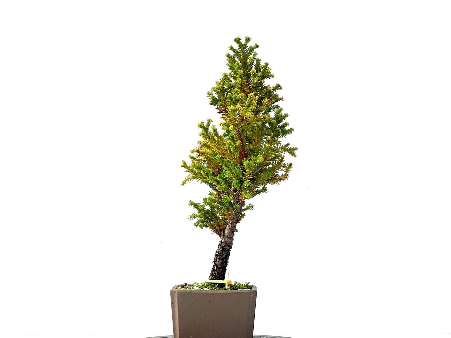 Cryptomeria Japonica 2244