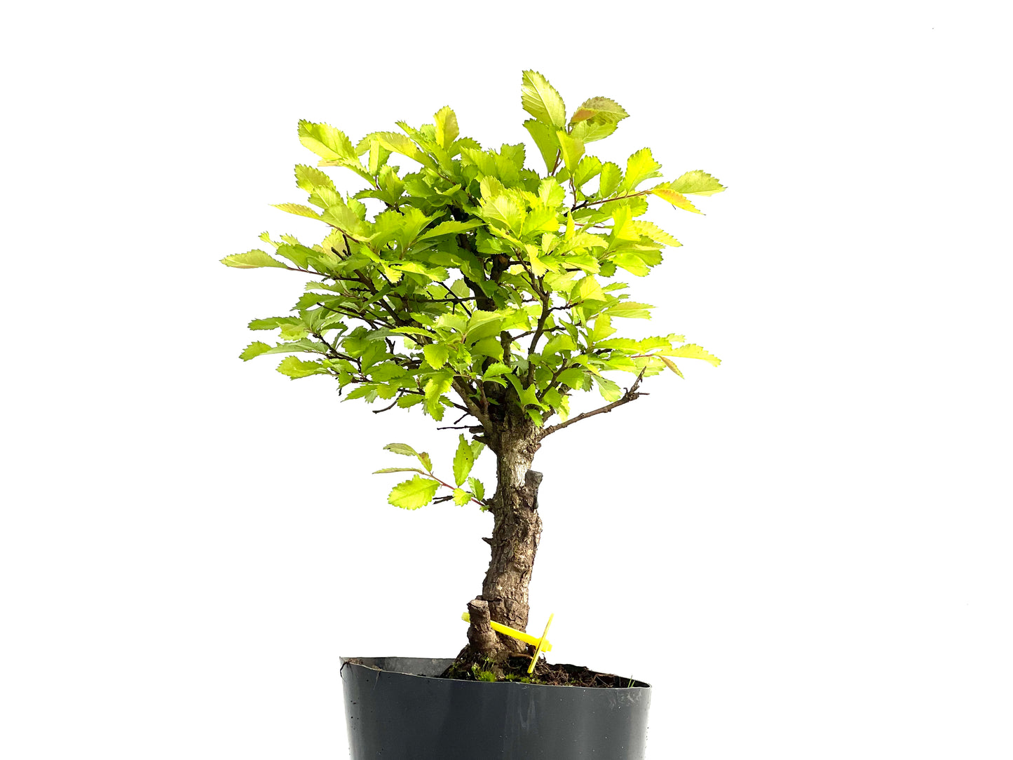 Olmo Nire Keyaki 3857