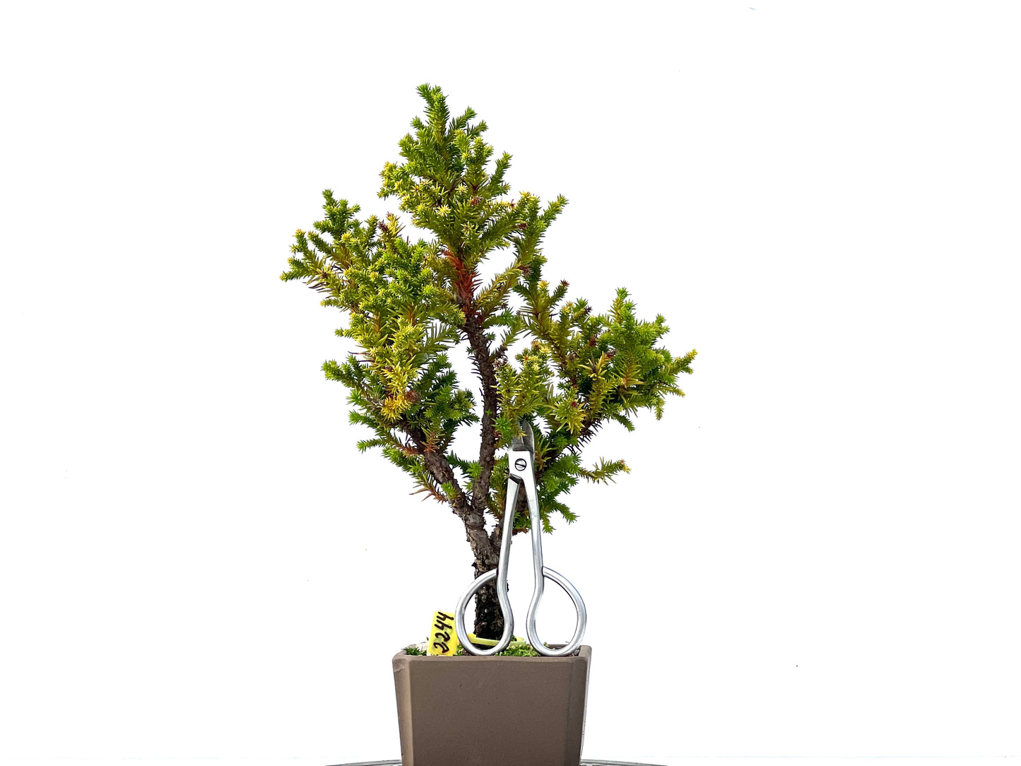 Cryptomeria Japonica 2244