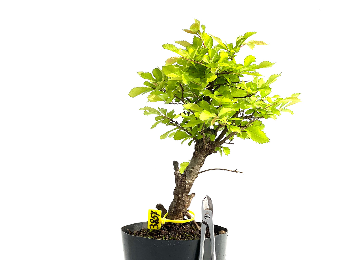 Olmo Nire Keyaki 3857