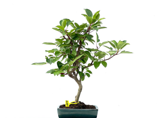 Malus Everest 2245