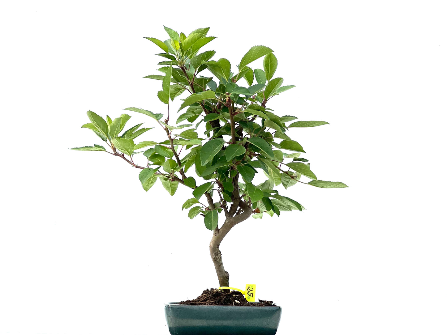 Malus Everest 2245