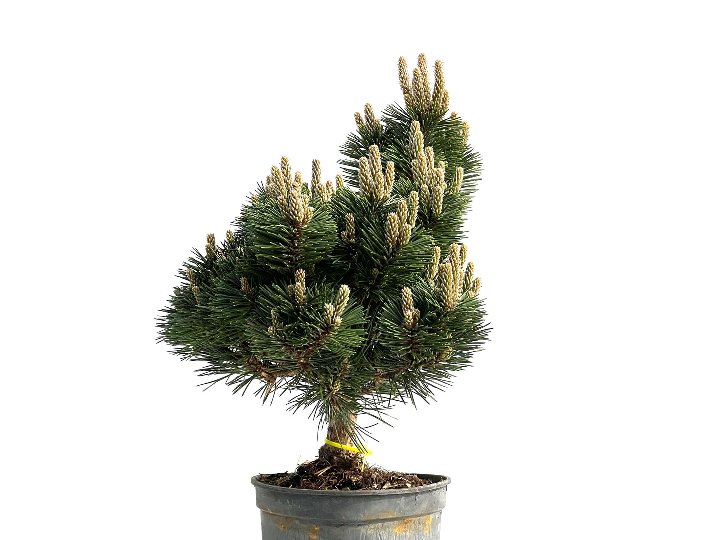 Pinus Thunbergii Senjyumaru 3897