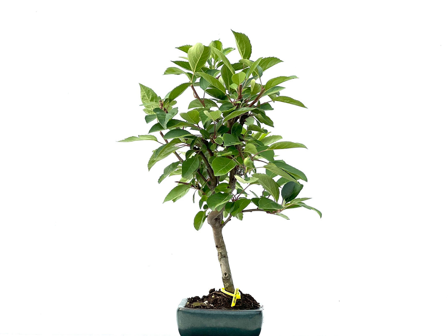 Malus Everest 2245