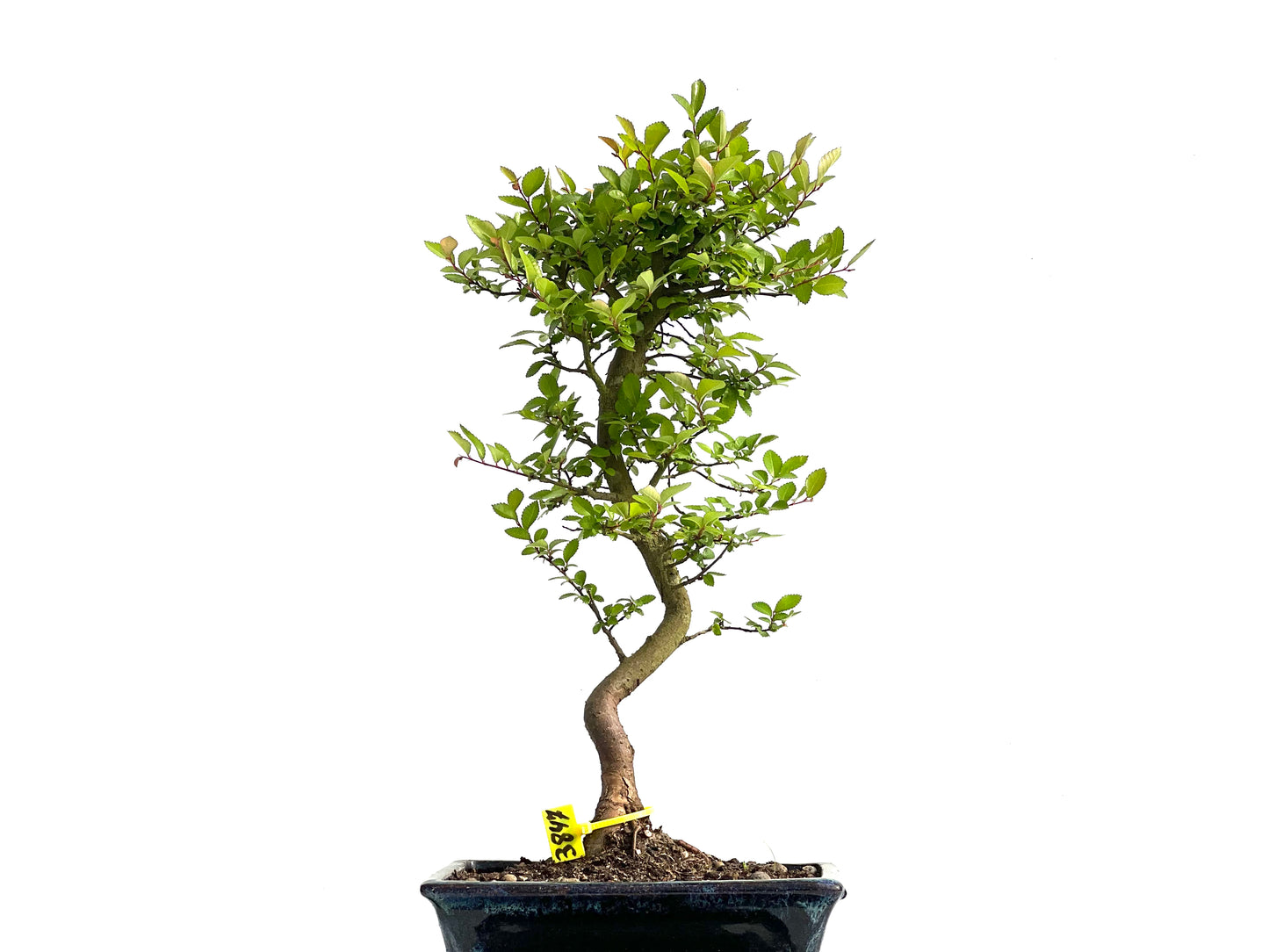 Ulmus Parvifolia 3847