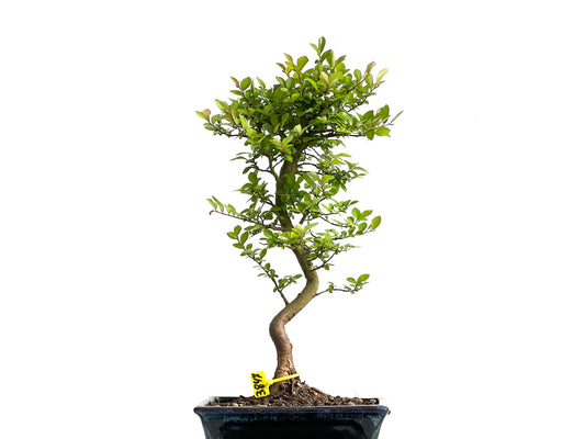 Ulmus Parvifolia 3847