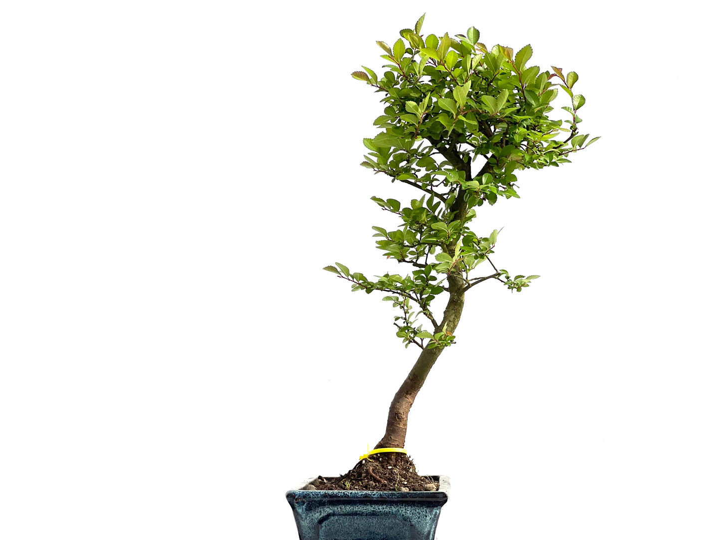 Ulmus Parvifolia 3847