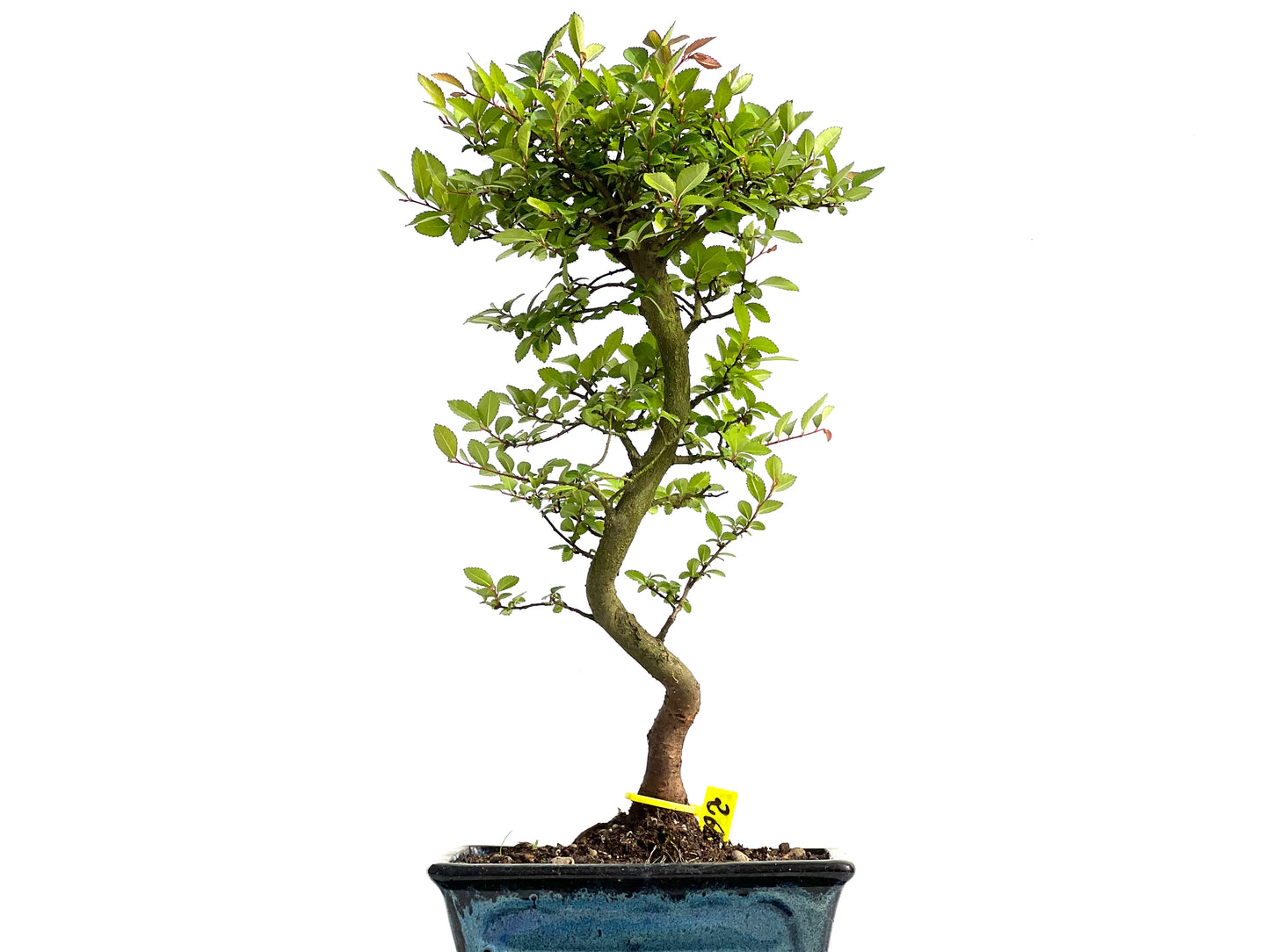 Ulmus Parvifolia 3847