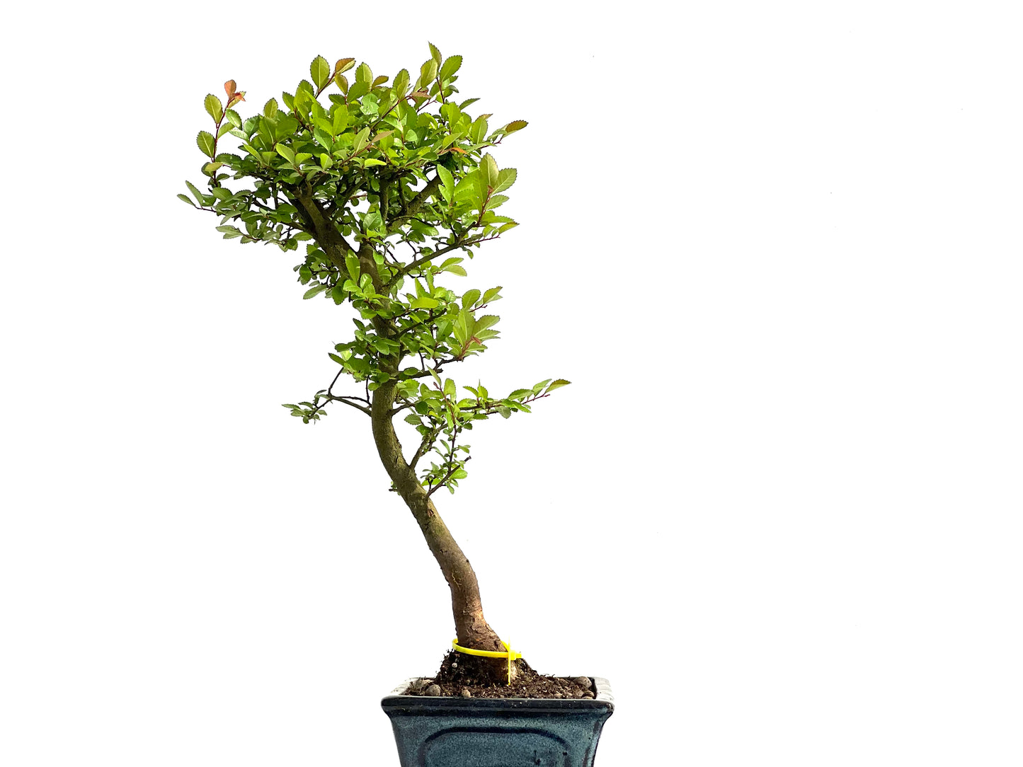 Ulmus Parvifolia 3847