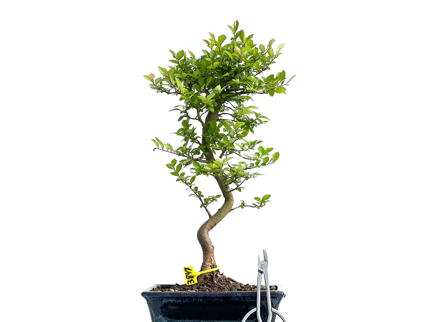 Ulmus Parvifolia 3847