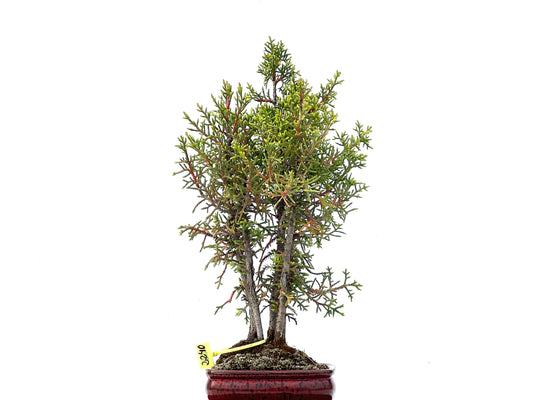 Cupressus Sempervirens 2240