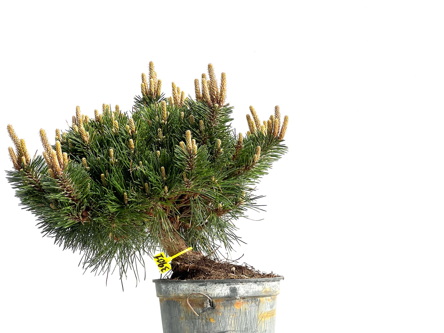 Pinus Thunbergii Senjyumaru 3901