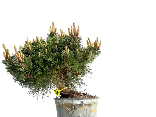 Pinus Thunbergii Senjyumaru 3901
