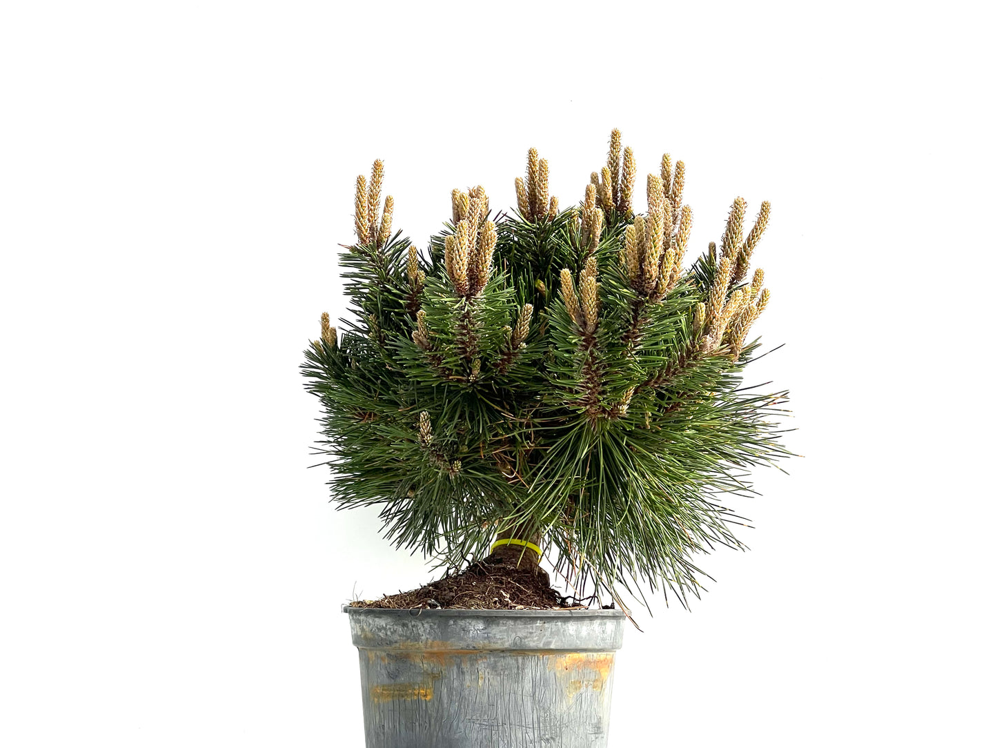 Pinus Thunbergii Senjyumaru 3901