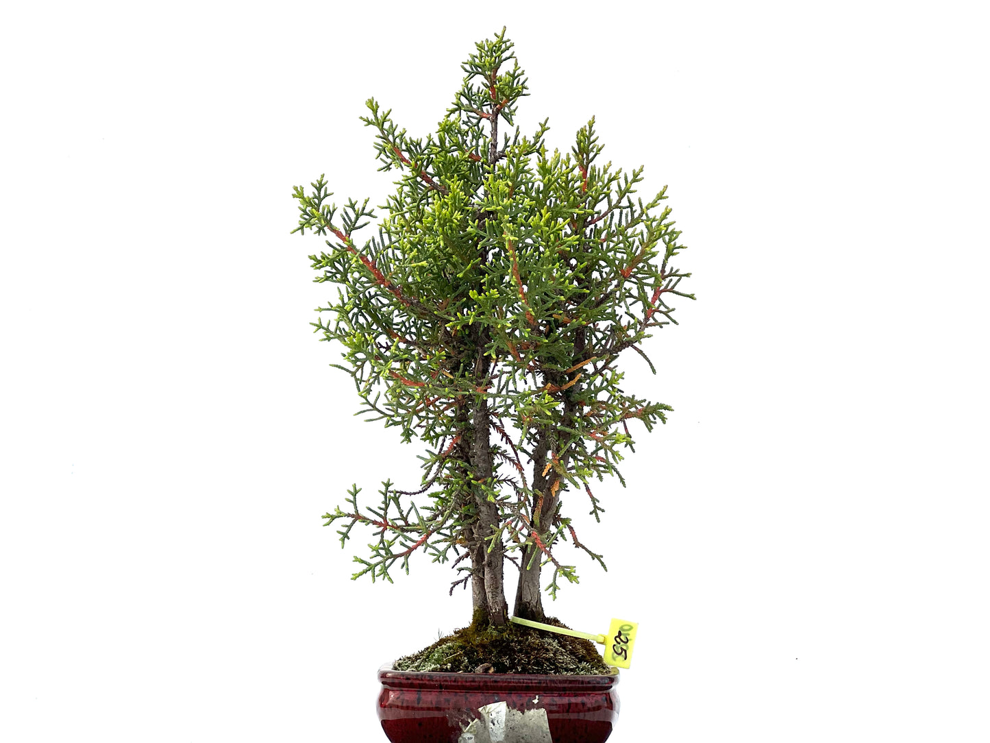 Cupressus Sempervirens 2240