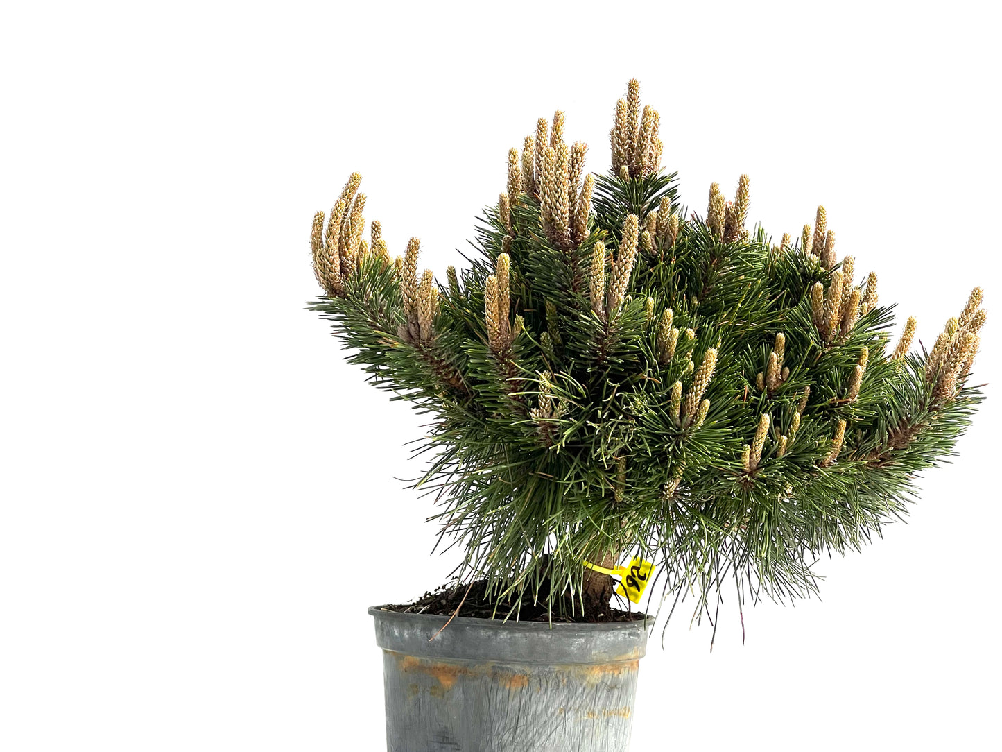 Pinus Thunbergii Senjyumaru 3901