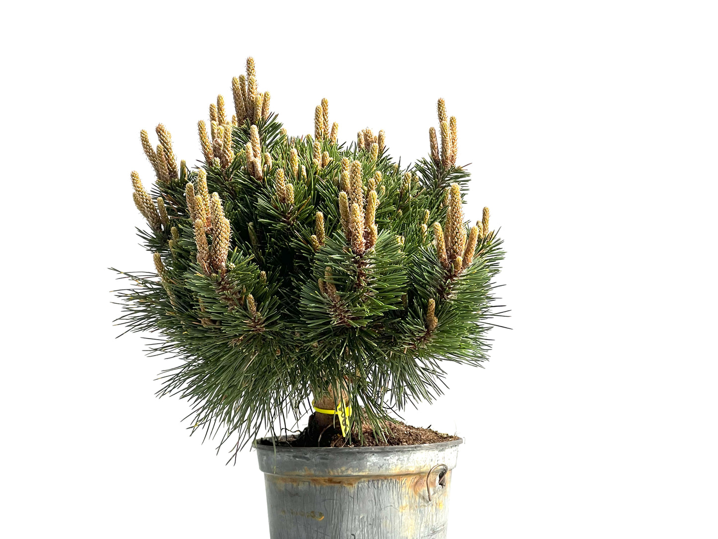 Pinus Thunbergii Senjyumaru 3901