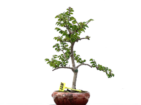Ulmus Parvifolia 2238
