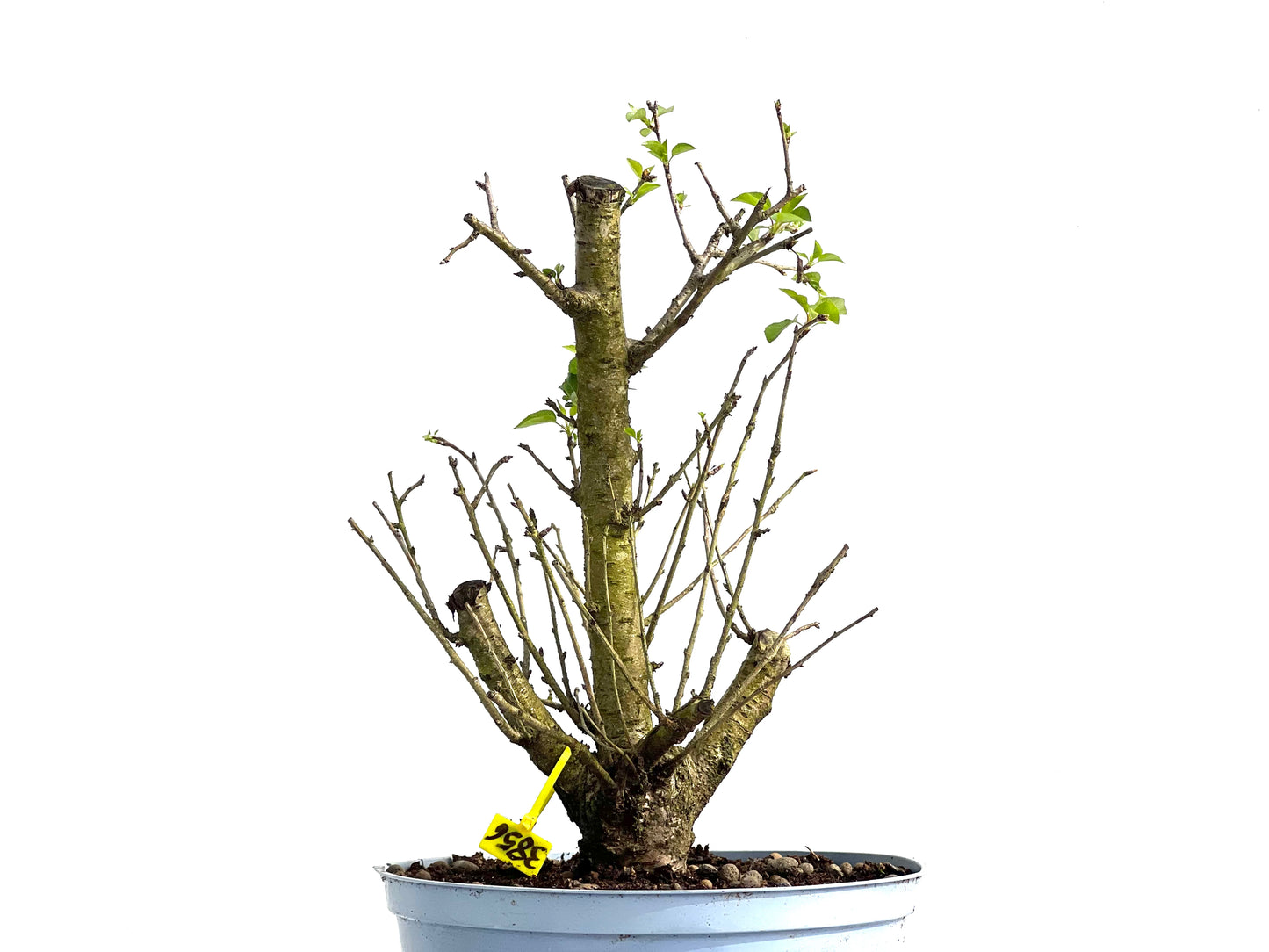 Prunus Mahaleb 3856