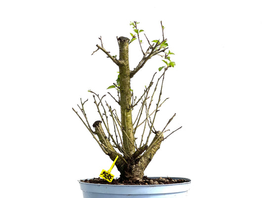 Prunus Mahaleb 3856