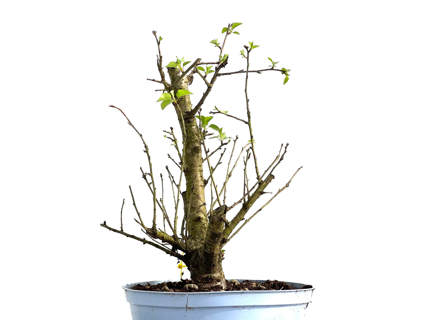Prunus Mahaleb 3856