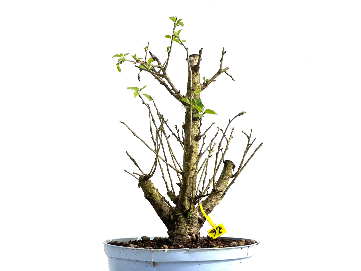 Prunus Mahaleb 3856