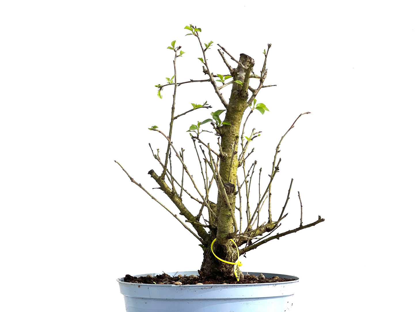 Prunus Mahaleb 3856