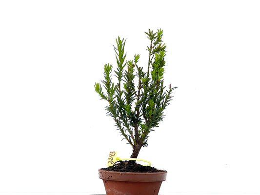 Taxus Baccata 2243