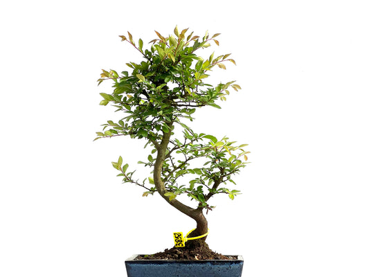 Ulmus Parvifolia 3852