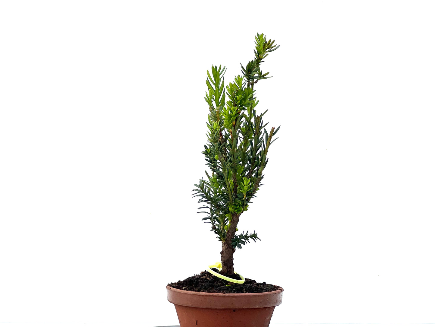 Taxus Baccata 2243