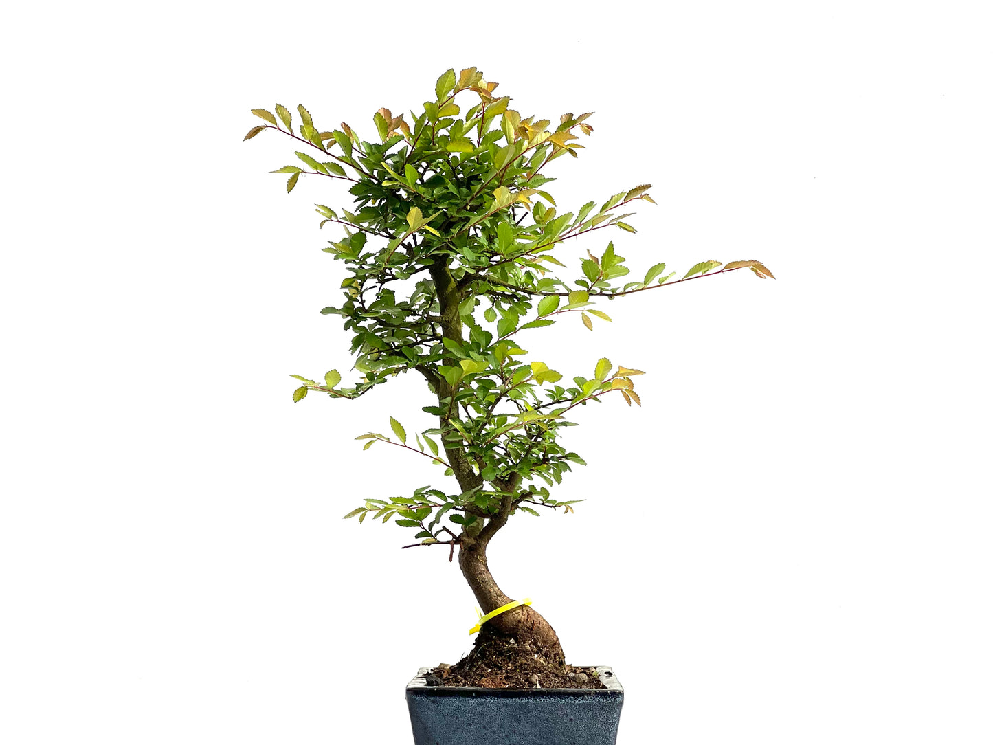 Ulmus Parvifolia 3852