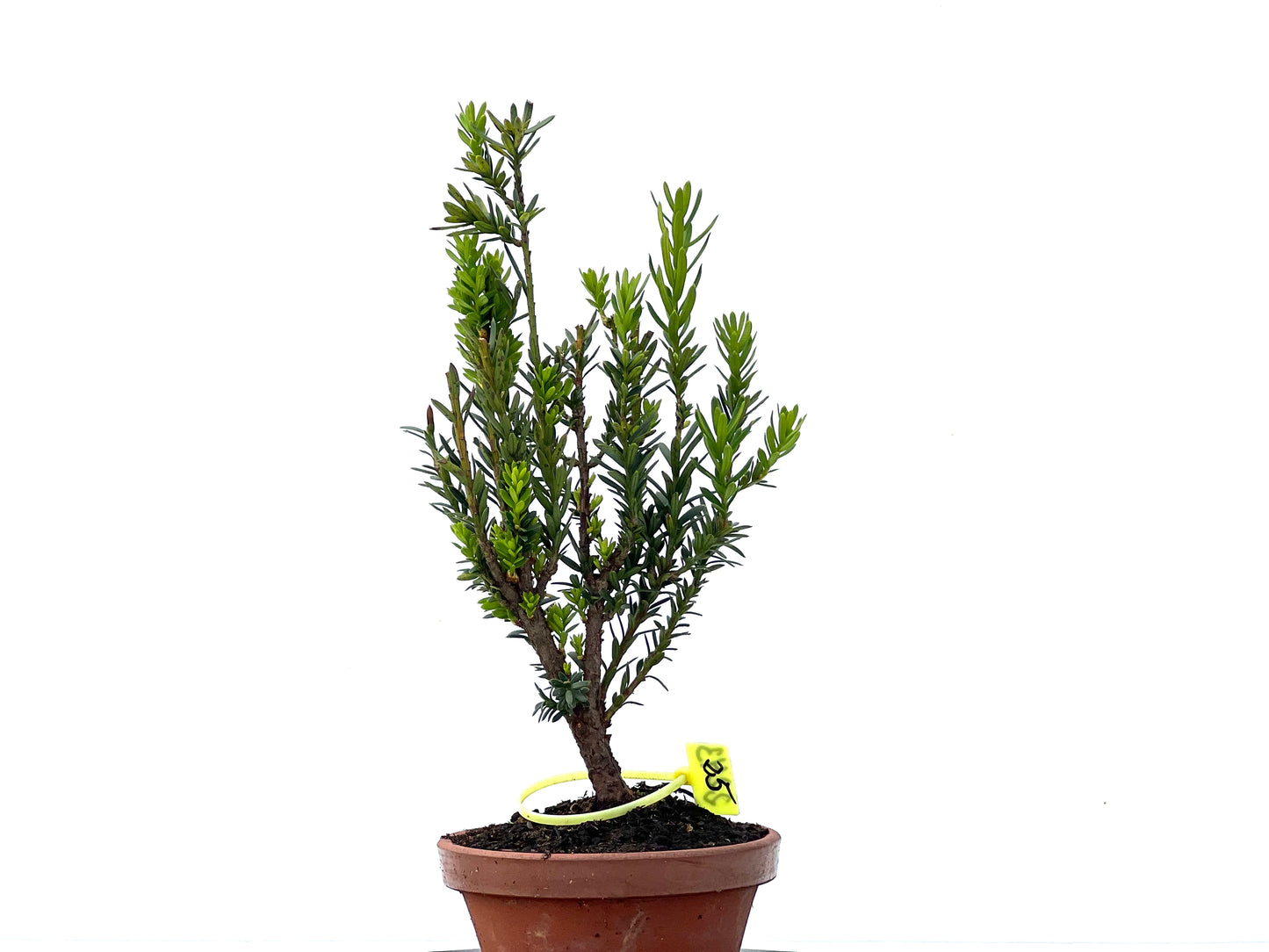 Taxus Baccata 2243