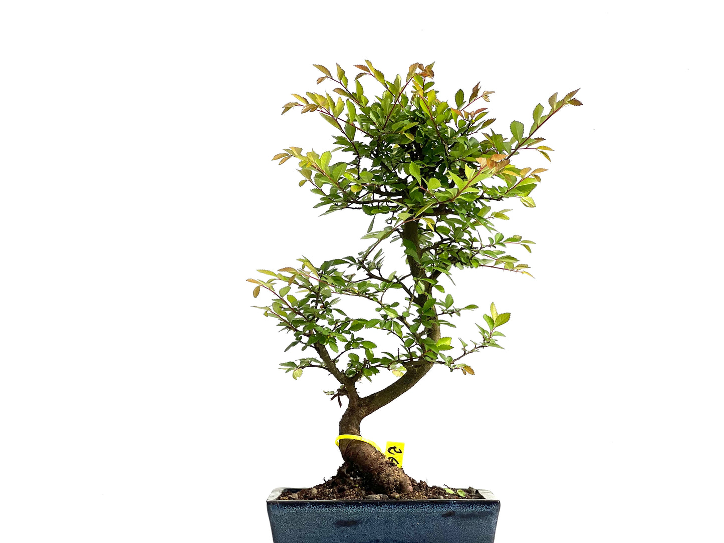 Ulmus Parvifolia 3852