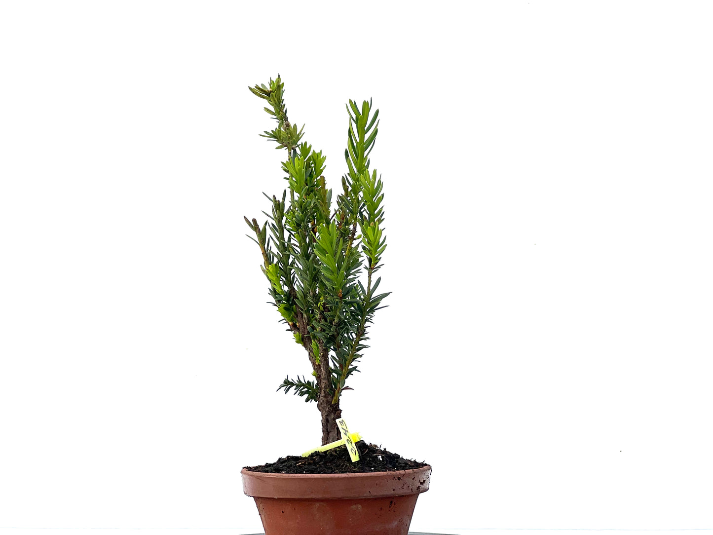 Taxus Baccata 2243