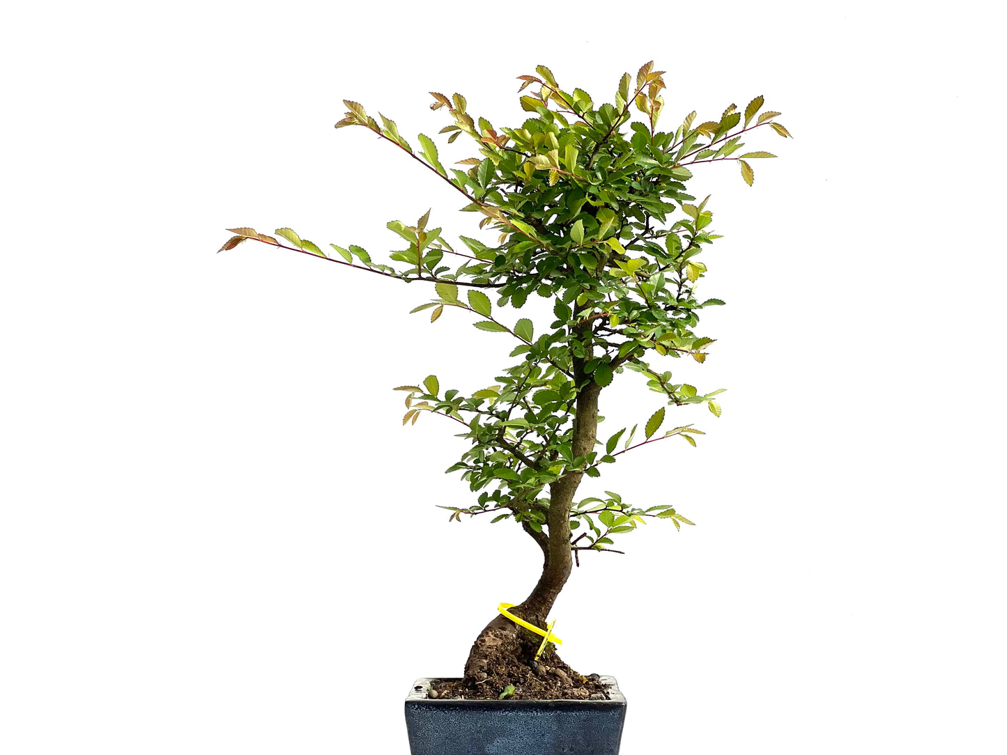 Ulmus Parvifolia 3852